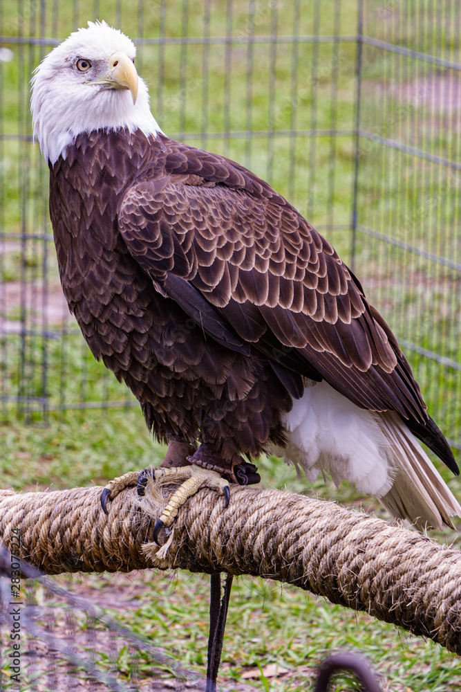 Naklejka premium Rescued bald eagle sits calmly in an exhibit during Earth Day