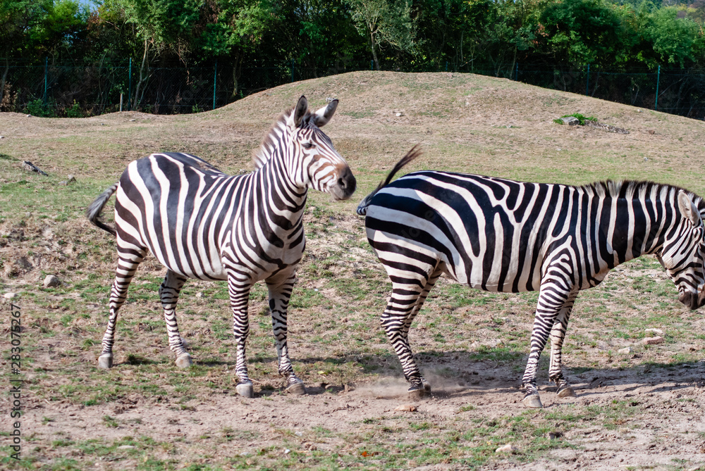 Zebra with their black and white striped coats Zebra with their black and white striped coats