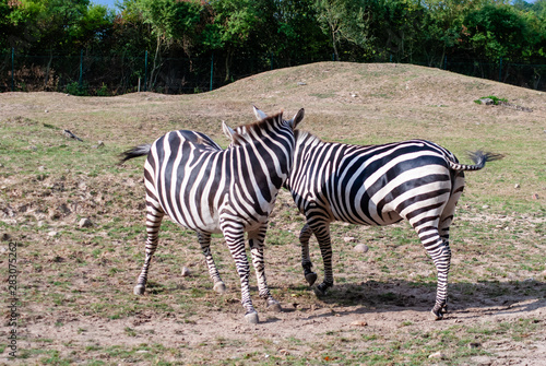 Zebra with their black and white striped coats
