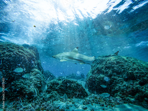 Underwater ocean background with a shark 