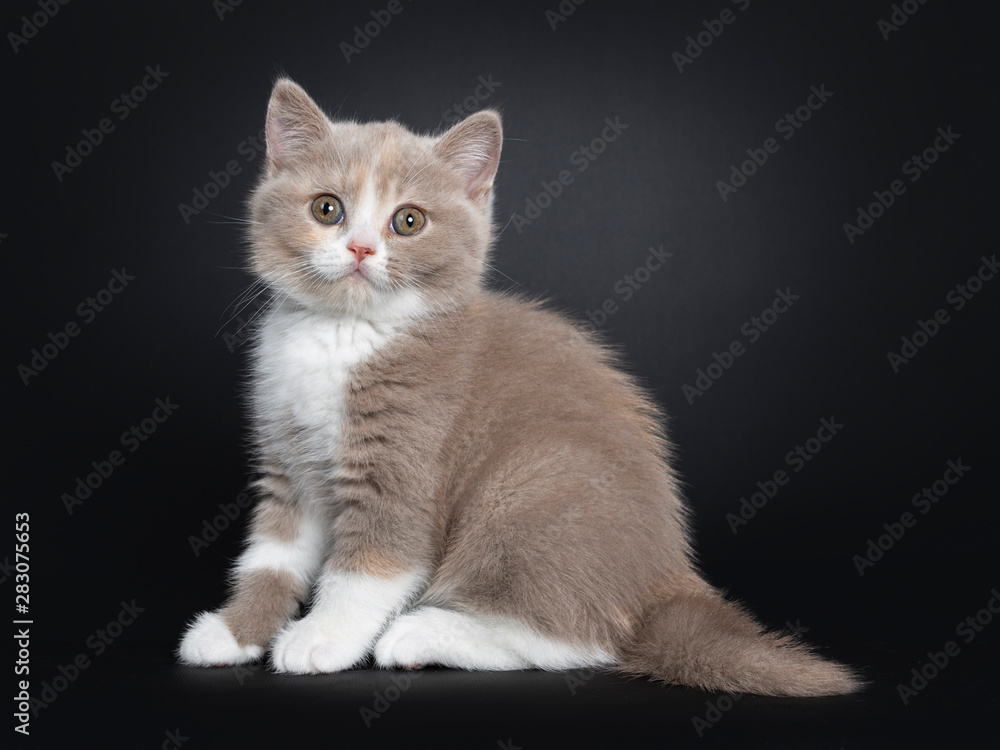 Sweet creme lilac with white British Shorthair cat kitten, sitting side ways. Looking at camera with greenish eyes. Isolated on black background.