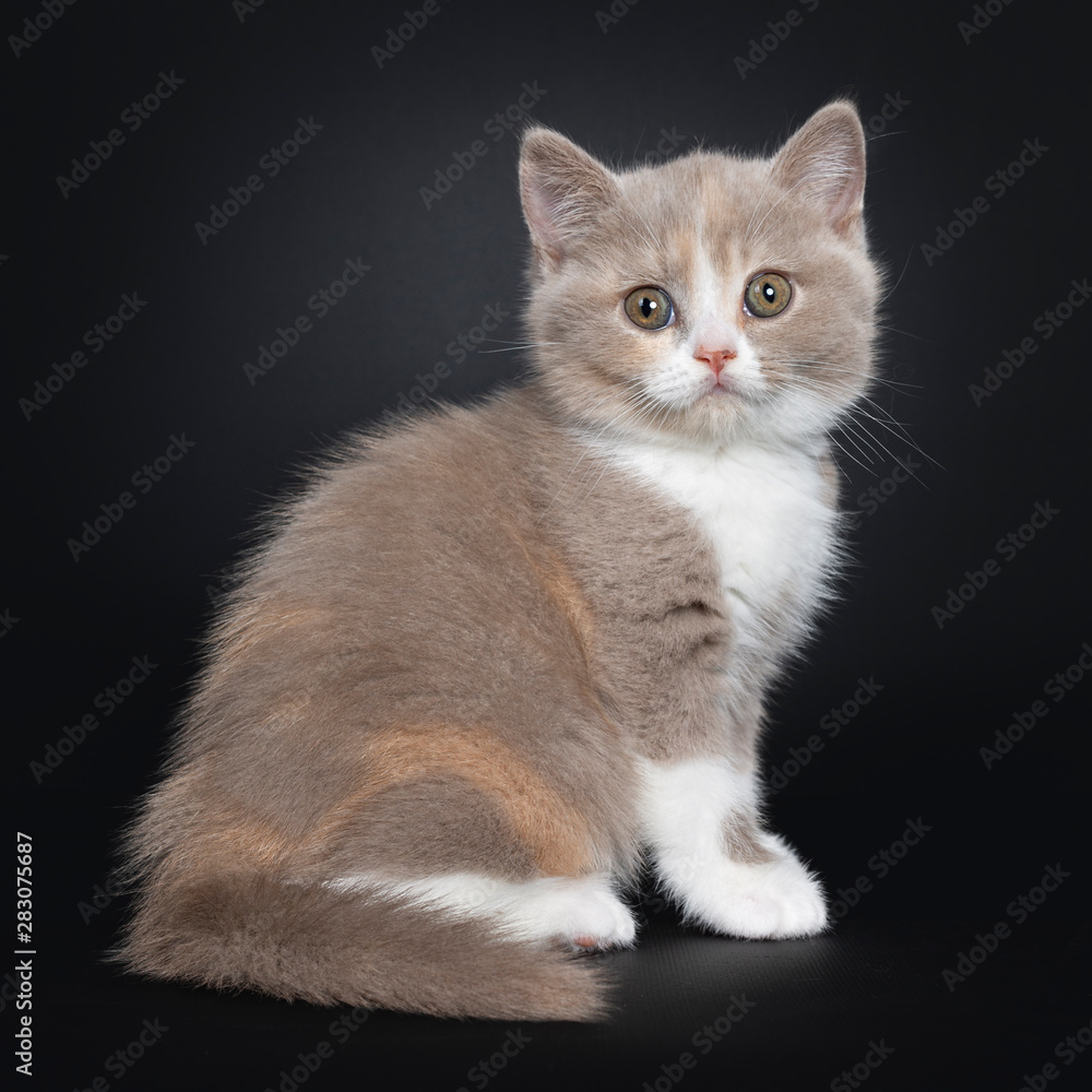 Sweet creme lilac with white British Shorthair cat kitten sitting