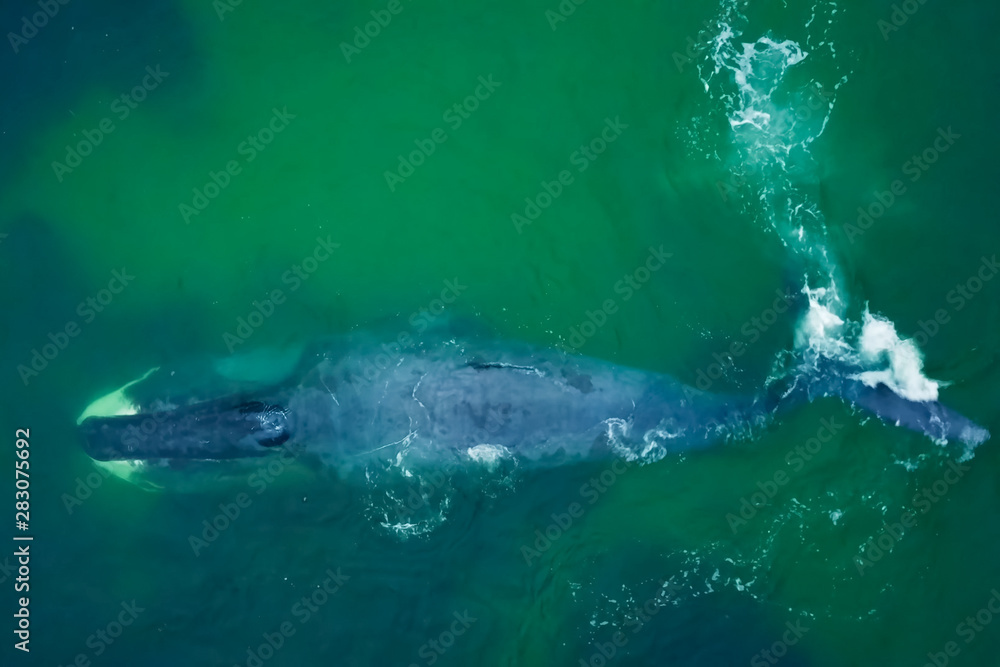 Naklejka premium Gray whale in shallow ocean. Whale