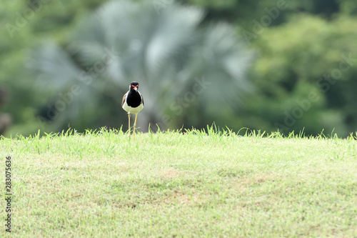 bird on grass