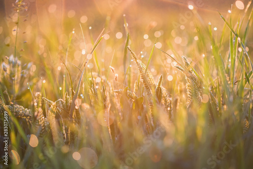 Canvas Print Beautiful background with morning dew on grass close