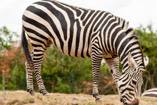 Zebra  © David