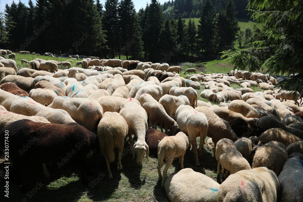 Flock of sheep grazing on the mountain meadow Flock of sheep grazing on the mountain meadow