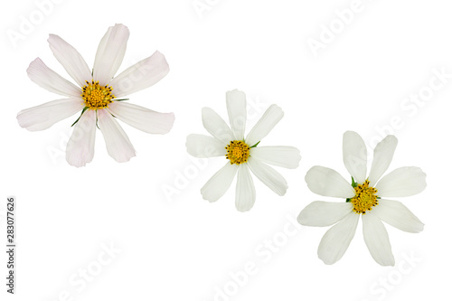 Cosme Flowers isolated on white, top view © Alexander