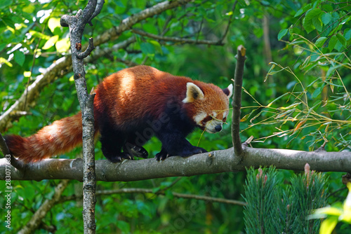 View of a Red Panda (Ailurus fulgens) in an outdoor park