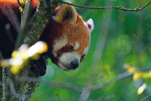 View of a Red Panda (Ailurus fulgens) in an outdoor park photo