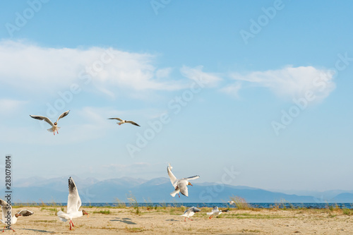 White seagulls fly against the background of blue sky and clouds on a sunny day. birds on the sand by the sea