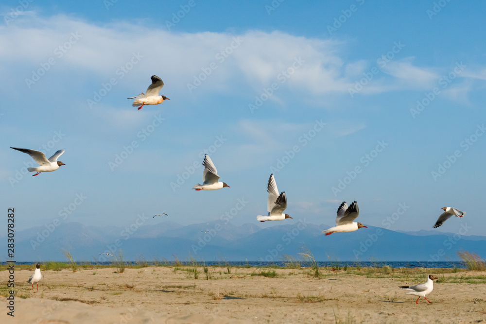 White seagulls fly against the background of blue sky and clouds on a sunny day. birds on the sand by the sea White seagulls fly against the background of blue sky and clouds on a sunny day. birds on the sand by the sea