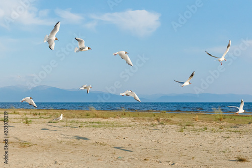 White seagulls fly against the background of blue sky and clouds on a sunny day. birds on the sand by the sea