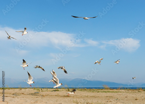 White seagulls fly against the background of blue sky and clouds on a sunny day. birds on the sand by the sea