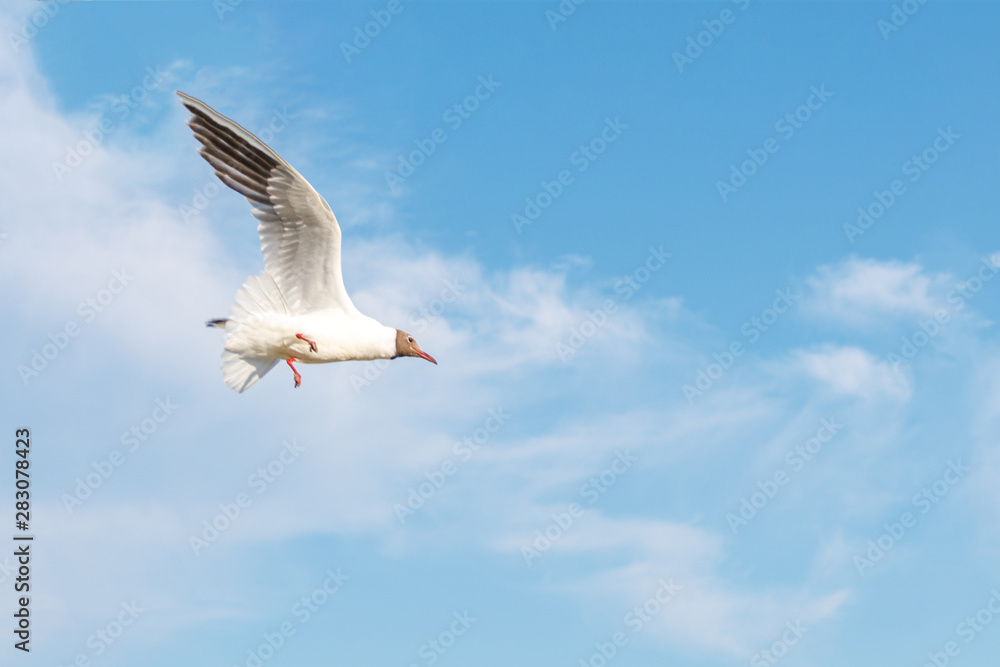 White seagulls fly against the background of blue sky and clouds on a sunny day. birds on the sand by the sea White seagulls fly against the background of blue sky and clouds on a sunny day. birds on the sand by the sea