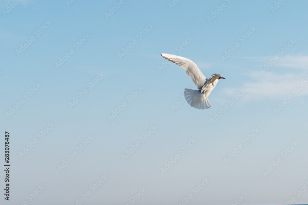 White seagulls fly against the background of blue sky and clouds on a sunny day. birds on the sand by the sea White seagulls fly against the background of blue sky and clouds on a sunny day. birds on the sand by the sea