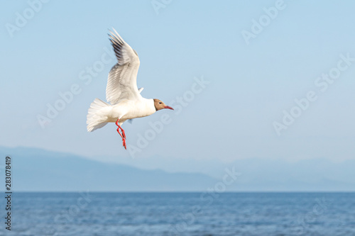 White seagulls fly against the background of blue sky and clouds on a sunny day. birds on the sand by the sea