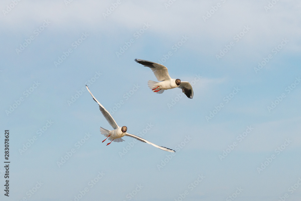 White seagulls fly against the background of blue sky and clouds on a sunny day. birds on the sand by the sea White seagulls fly against the background of blue sky and clouds on a sunny day. birds on the sand by the sea