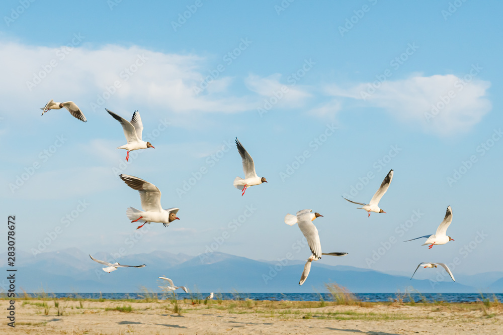 White seagulls fly against the background of blue sky and clouds on a sunny day. birds on the sand by the sea