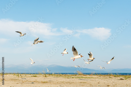 White seagulls fly against the background of blue sky and clouds on a sunny day. birds on the sand by the sea