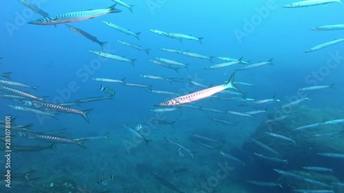 Wallpaper Mural Scuba diving sorrounded by school of barracudas  Torontodigital.ca