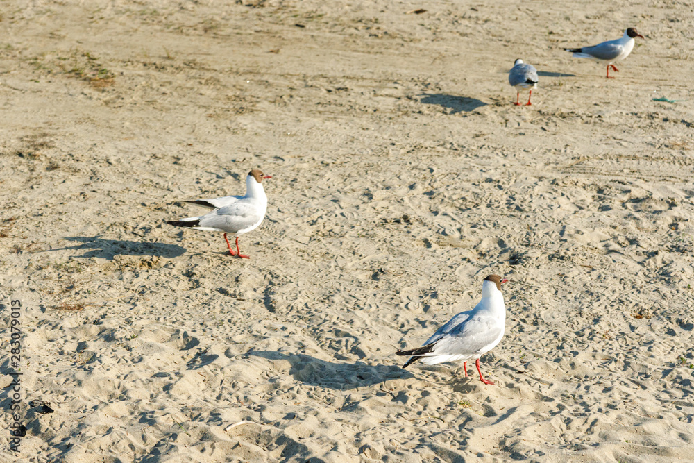 Fototapeta premium White seagulls on a sandy beach on a sunny day. birds on the sand by the sea