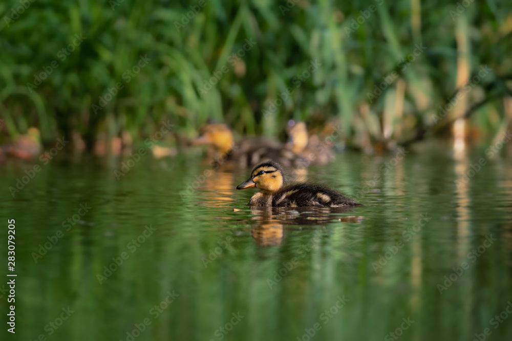 Little ducklings on a river. Detailed shot of these small beauties. Very cute and curious. Little ducklings on a river. Detailed shot of these small beauties. Very cute and curious.