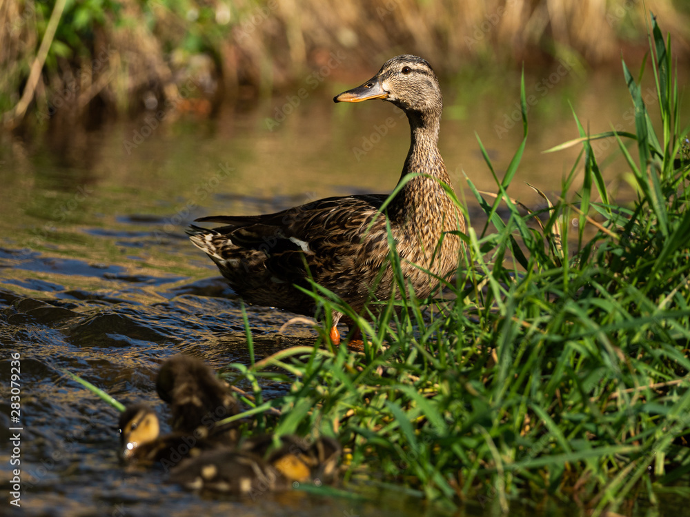 A duck mother with her little ducklings on a river. Very cautious and careful duck taking care to beware any possible danger. Cute scene. A duck mother with her little ducklings on a river. Very cautious and careful duck taking care to beware any possible danger. Cute scene.