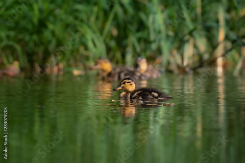 Little ducklings on a river. Detailed shot of these small beauties. Very cute and curious.