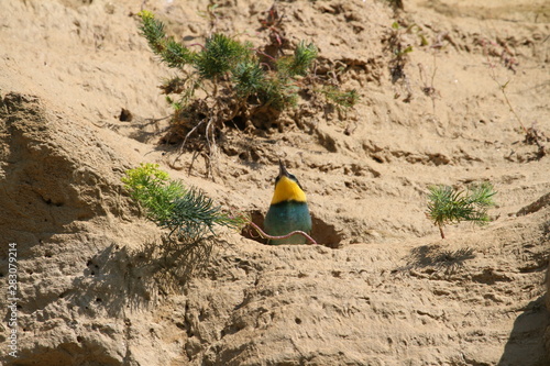  Bee-eater cubs in front of nest jump