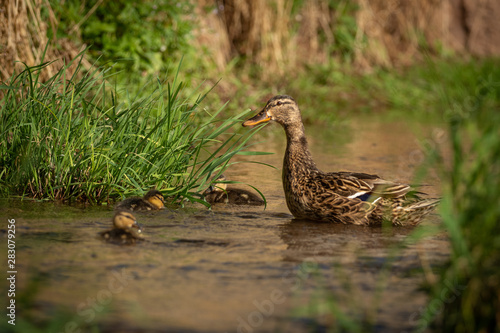 A duck mother with her little ducklings on a river. Very cautious and careful duck taking care to beware any possible danger. Cute scene.
