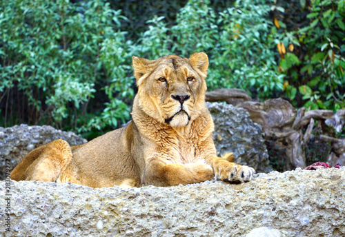 A lioness sitting on a rock