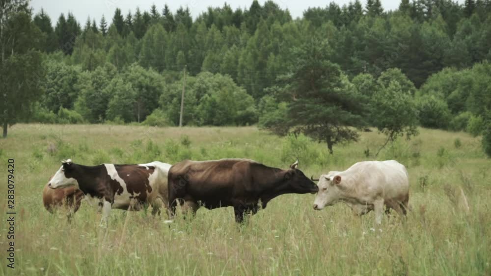 Cow licking another cow a herd on a pasture Cow licking another cow a herd on a pasture