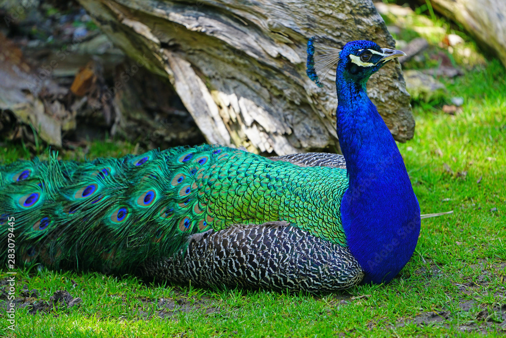 Obraz premium Colorful green and blue peacock bird with plume feathers