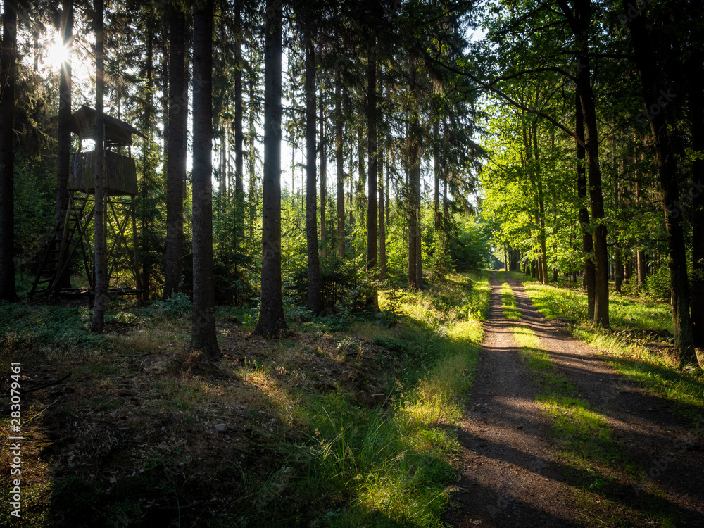 Early morning in a forest. Amazing tones of green color, sunlight and fresh air. Peaceful and relaxing scene.
