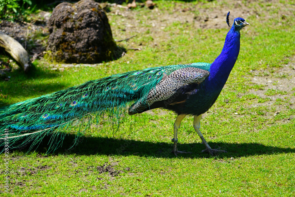 Naklejka premium Colorful green and blue peacock bird with plume feathers