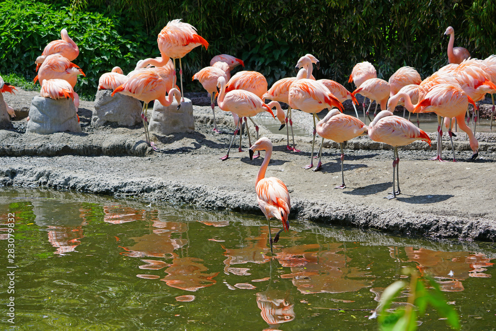 Naklejka premium Pink flamingo birds standing on one leg