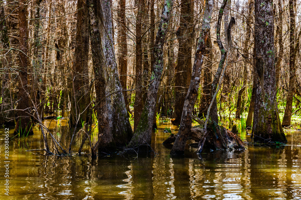Cypress tree trunks in the swamps of Louisiana Cypress tree trunks in the swamps of Louisiana