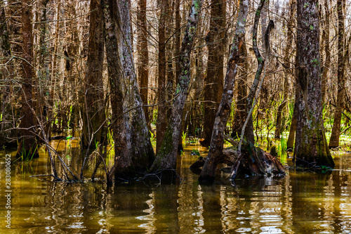 Cypress tree trunks in the swamps of Louisiana