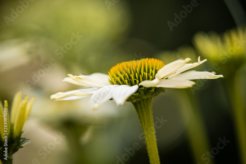 bee on a flower