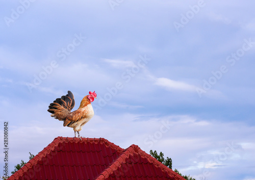 Single  brown hen cock or rooster bantam standing on red roof in the morning on nature blue sky background