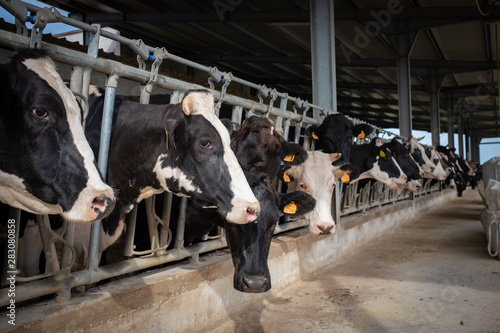 Dairy black and white cows in a farm. Puglia region, Italy