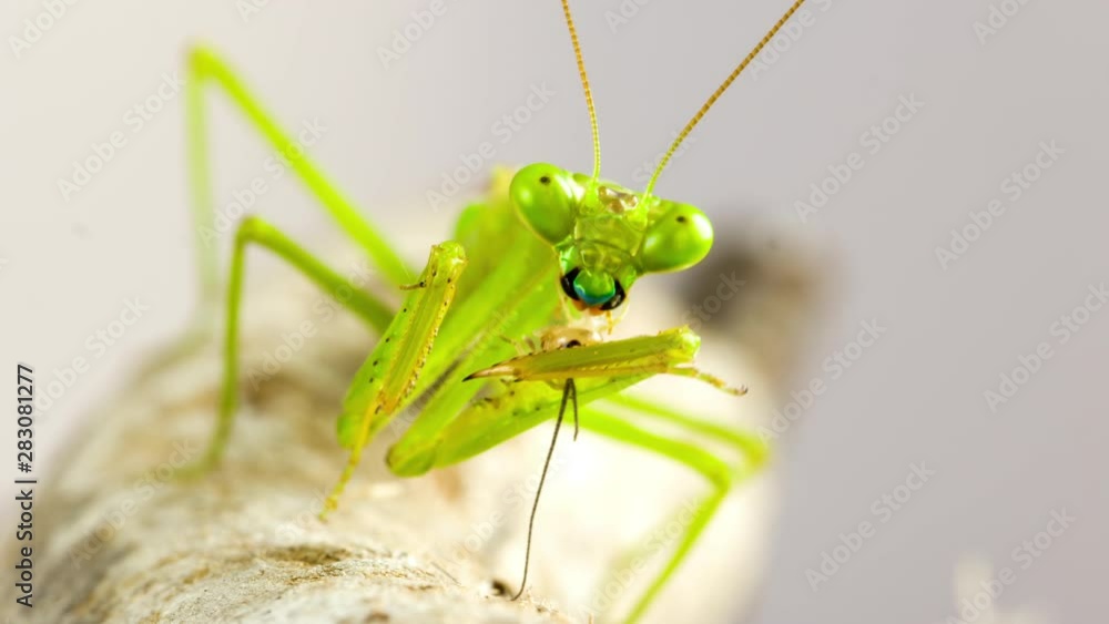 Macro shot of a Praying Mantis cleaning themselves Macro shot of a Praying Mantis cleaning themselves