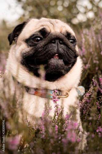 pug in garden