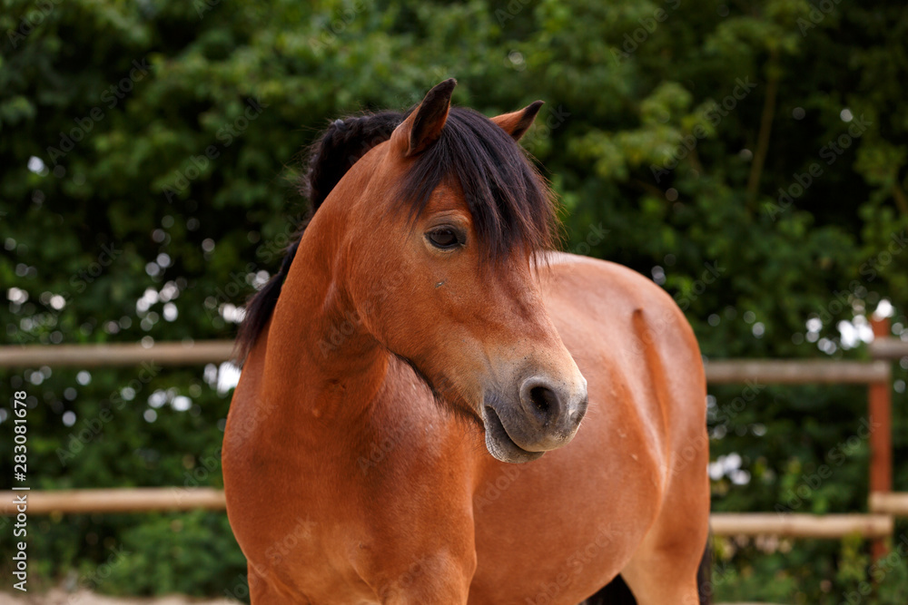 Naklejka premium Portrait eines Shetlandponies