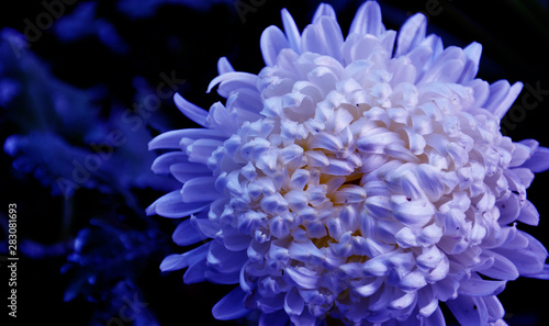 Fototapeta Naklejka Na Ścianę i Meble -  flower on blue background