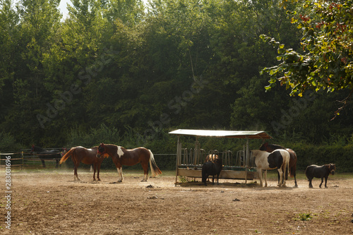 Portrait eines Shetlandponies photo