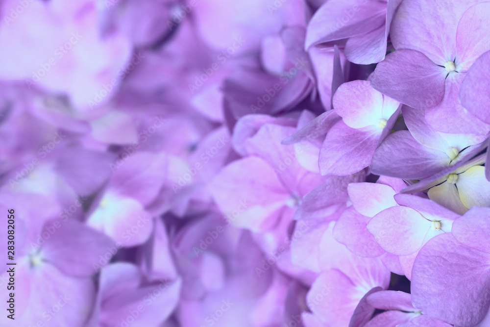 floral abstract background. hydrangea flowers close up. lilac flowers macro.