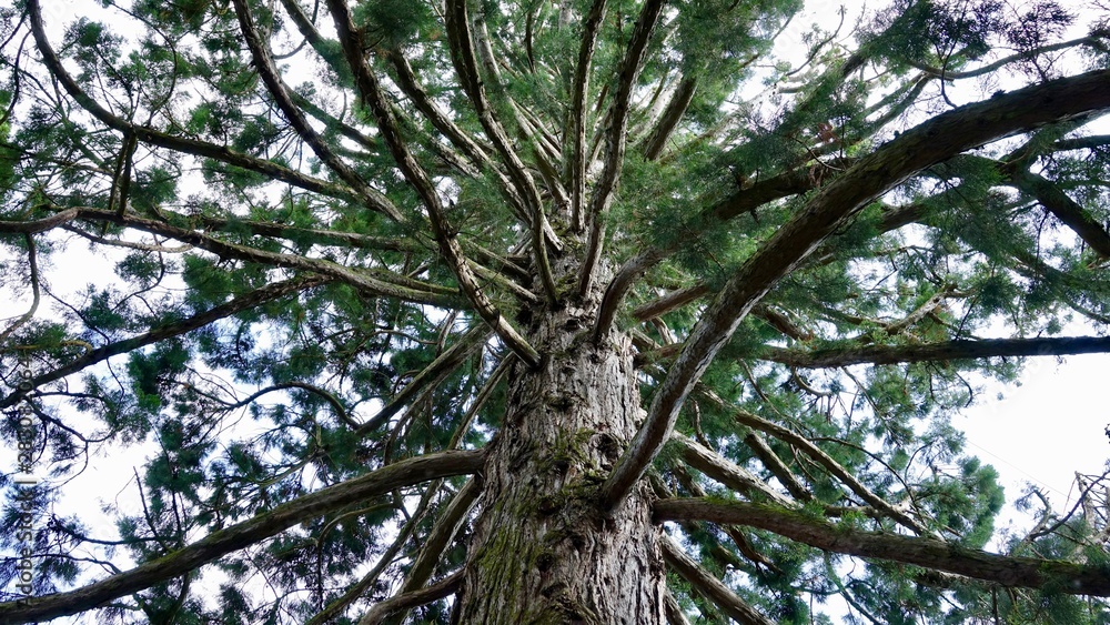 Fototapeta premium Baumäste, Verästelung von unten, Baum