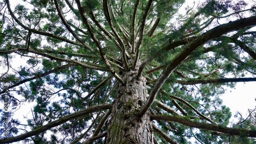 Baumäste, Verästelung von unten, Baum